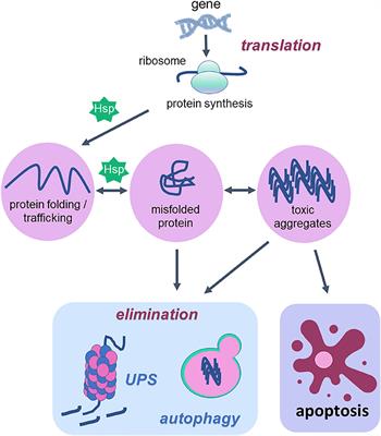 Effects of Physical Exercise on Autophagy and Apoptosis in Aged Brain: Human and Animal Studies